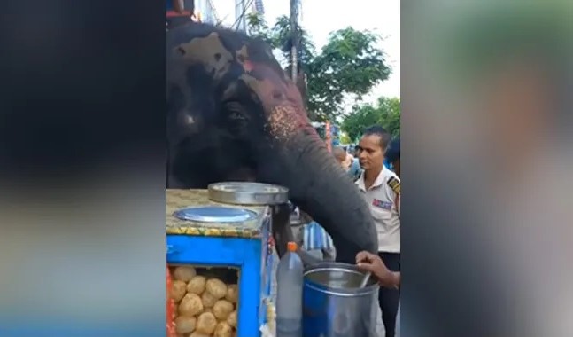 elephant eating gol gappe